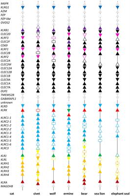 Comparative genomics of the Natural Killer Complex in carnivores